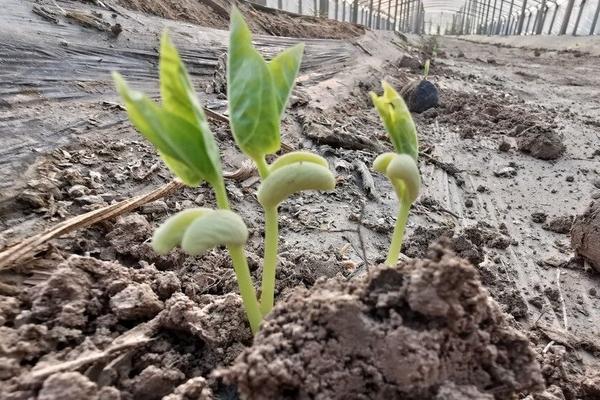 种植豆角的技术和方法