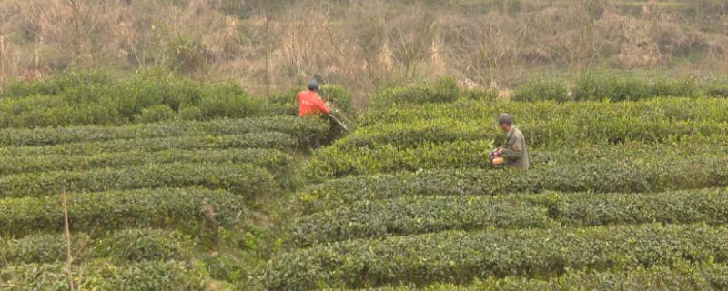 茶树用什么肥料长得快