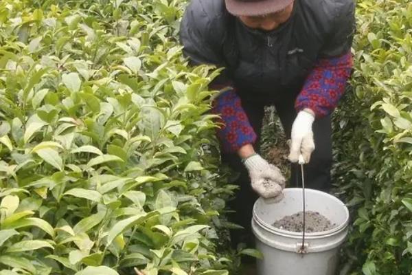 茶树用什么肥料长得快，茶树种植几年可以采摘