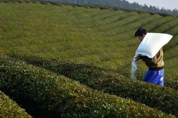 茶树用什么肥料长得快，茶树种植几年可以采摘