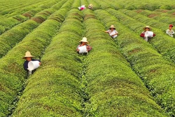 茶树用什么肥料长得快，茶树种植几年可以采摘