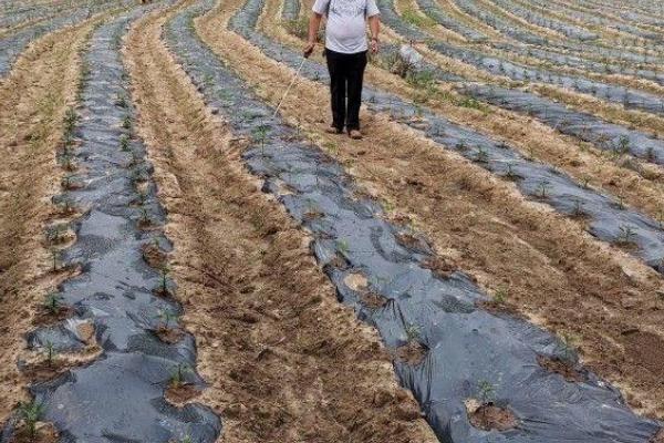 怎样让杂草永远不长了，杂草有哪些品种