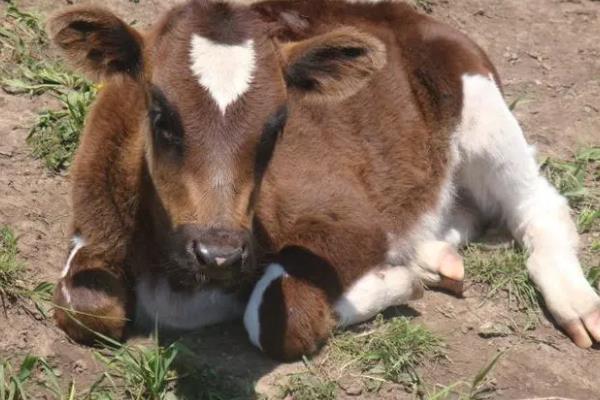 新生牛犊眼睛看不见怎么回事