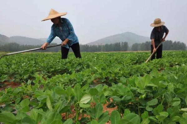 花生什么季节种