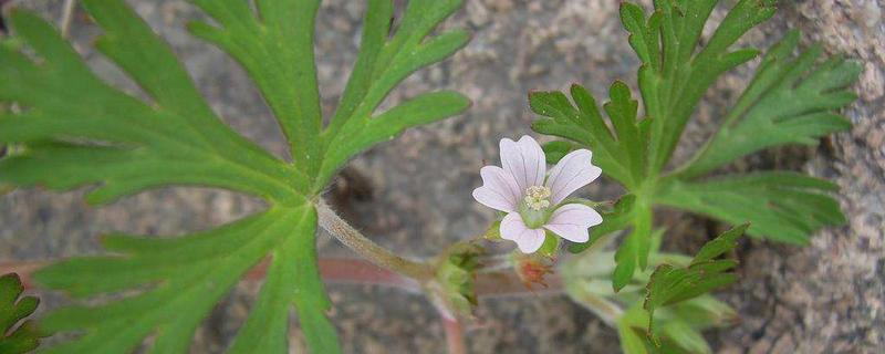 野老鹳草用什么除草剂