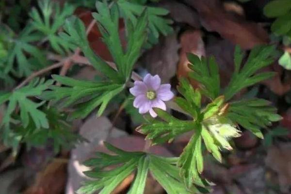 野老鹳草用什么除草剂