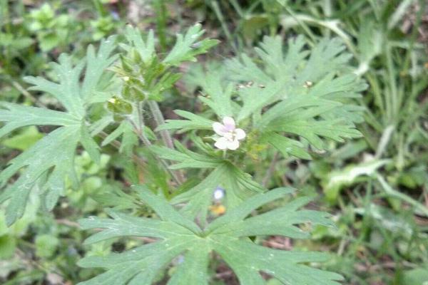 野老鹳草用什么除草剂