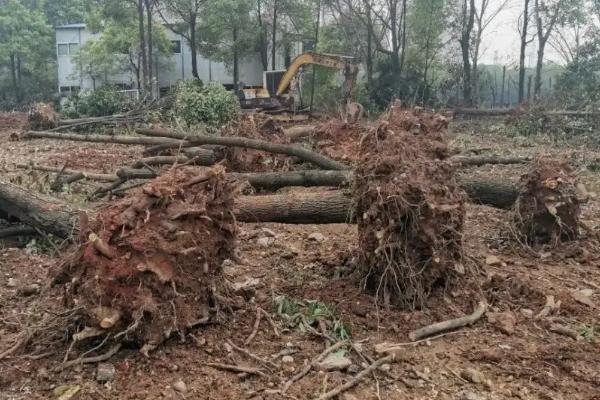 果树、蔬菜等带土移栽比未带土移栽的成活率高,主要原因是保护了