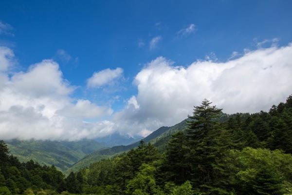 种茶叶需要什么条件