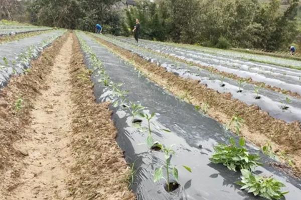 小米辣椒种植技术