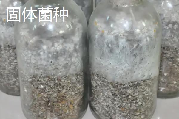 金针菇液体菌种与固体菌种生产工艺有哪些异同点