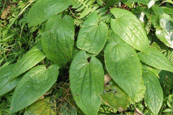 霪羊藿种植每亩地产多少斤