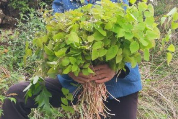 霪羊藿种植每亩地产多少斤