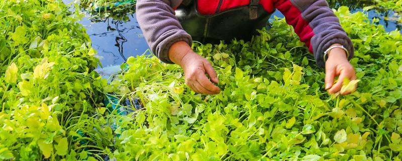 水芹怎样在水上种植