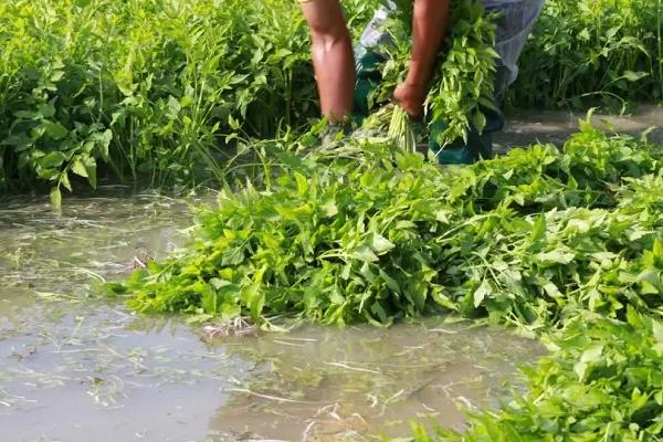 水芹怎样在水上种植