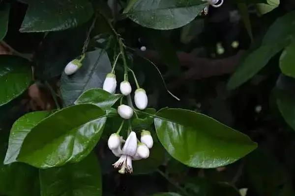 柑橘花芽分化什么时间