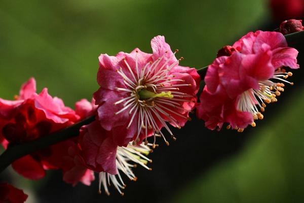 红梅是梅花吗