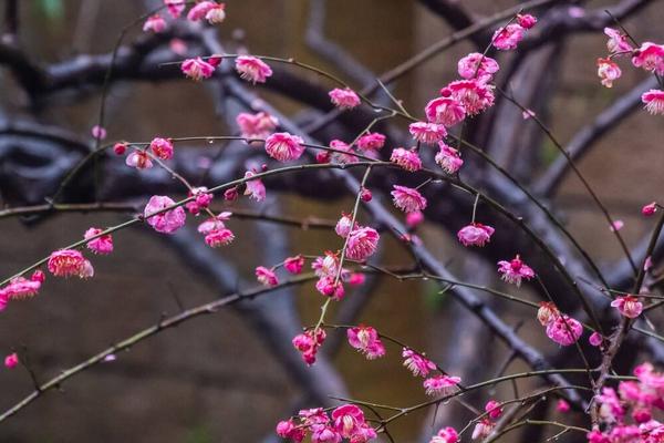 红梅是梅花吗