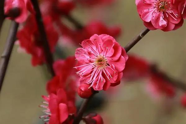 红梅几月份开花