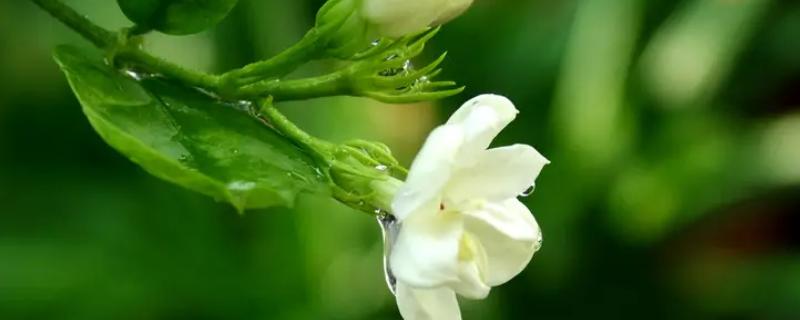 阳台种茉莉花好吗