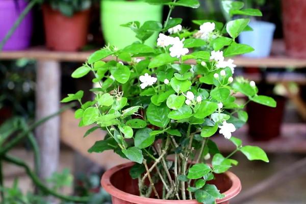 阳台种茉莉花好吗