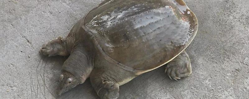 甲鱼几月份开始进食