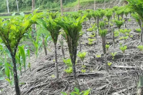 魔芋种子种植技术，一代种当年挖不挖