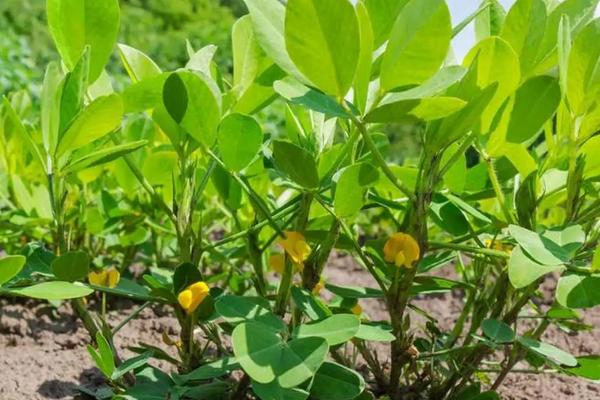 花生种植时间和方法及管理技术，怎么种才能高产