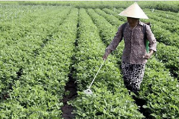 花生种植时间和方法及管理技术，怎么种才能高产