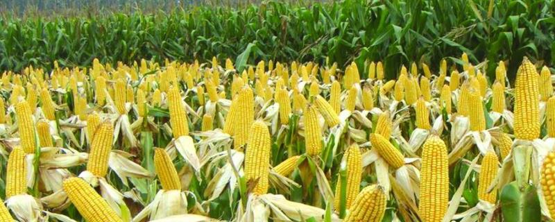 1000公斤产量玉米需氮磷钾量