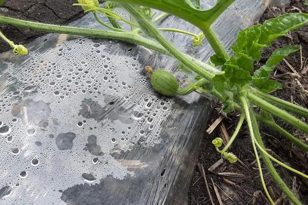 西瓜种植全过程，露天西瓜种植方法与时间