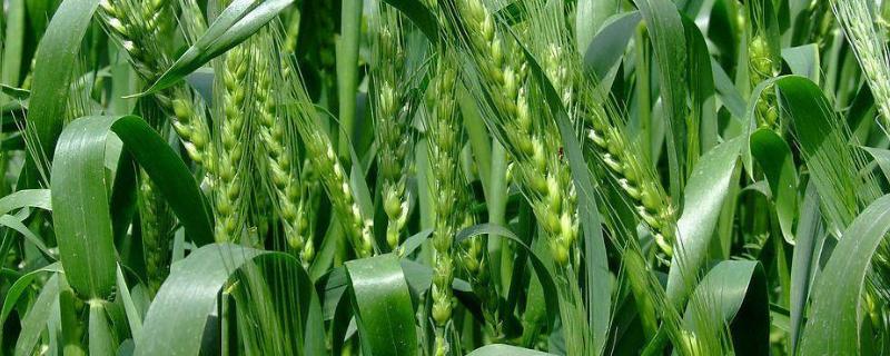 小麦是先打除草剂还是先施肥