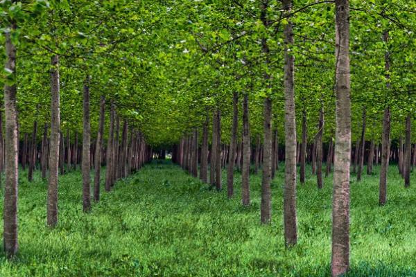 杨树种植技术要点，株距和行距是多少