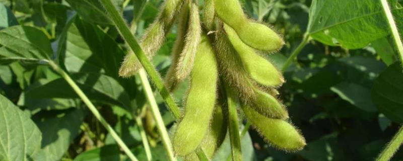 黄豆种植时间和生长期