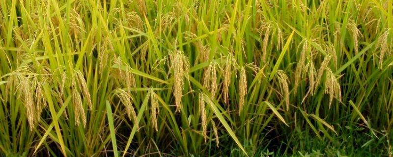 水稻种子品种有哪些