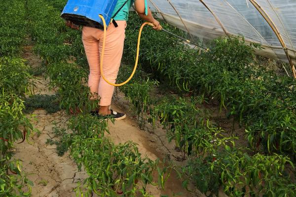 土霉素在农作物上叶面喷施的作用