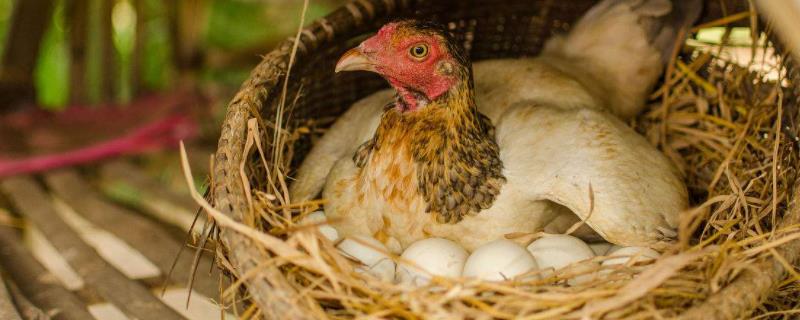 母鸡为什么会下蛋