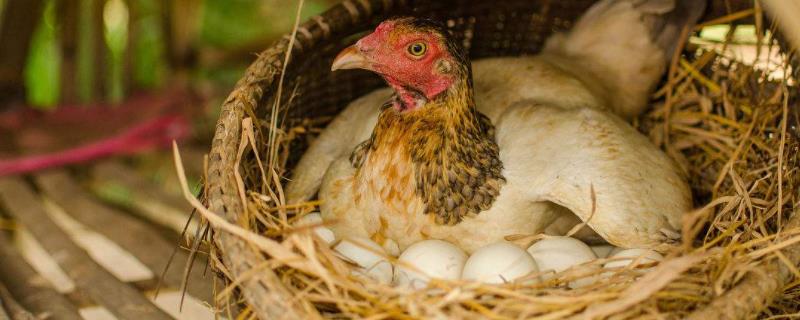 鸡每天能下几个蛋