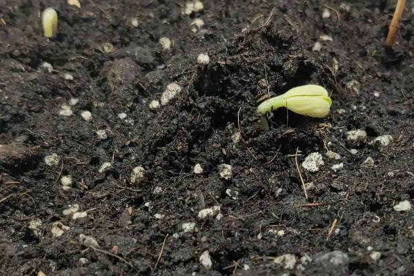 豇豆从种植到结束一共多少天