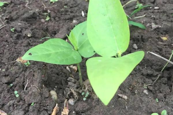 豇豆从种植到结束一共多少天