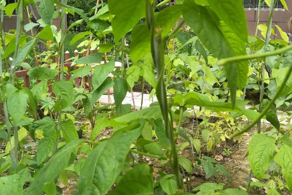 豇豆从种植到结束一共多少天