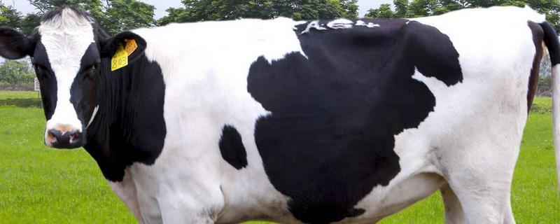 简述奶牛的体型外貌特征