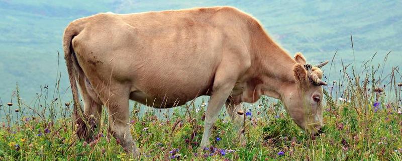 牛最大的特点是什么