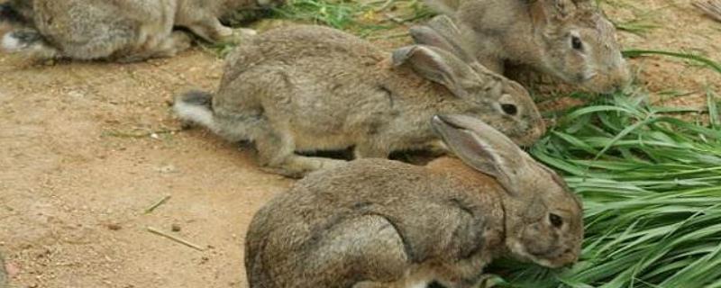 哪有种兔养殖基地