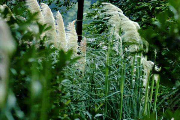 叭叭滴除草剂能除芦苇吗