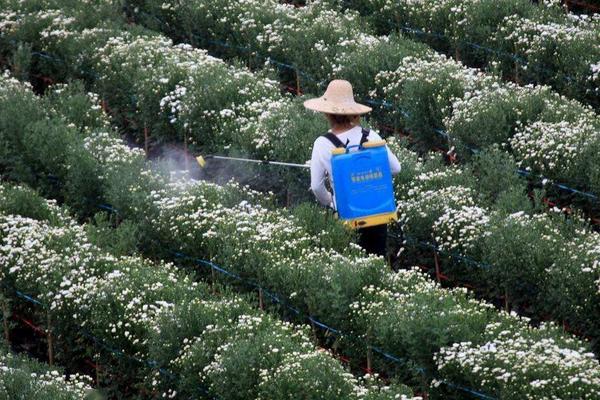 土霉素兑白醋能打瓜果蔬菜吗