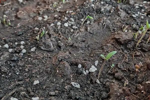 西红柿种植技术，怎样育苗