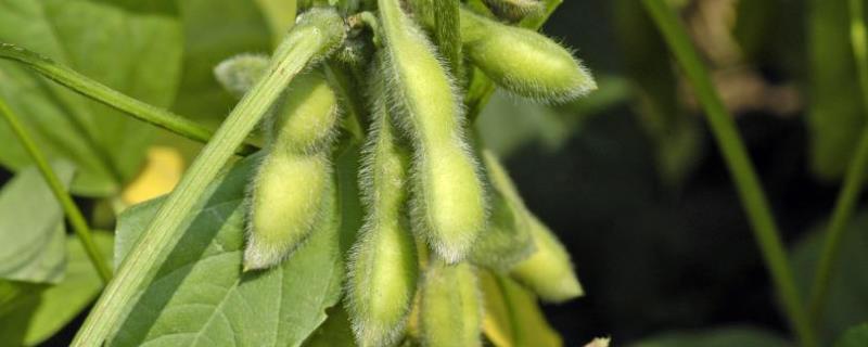 60天早熟大豆品种种植技术