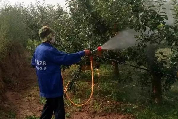 桃小食心虫特效药及防治时间