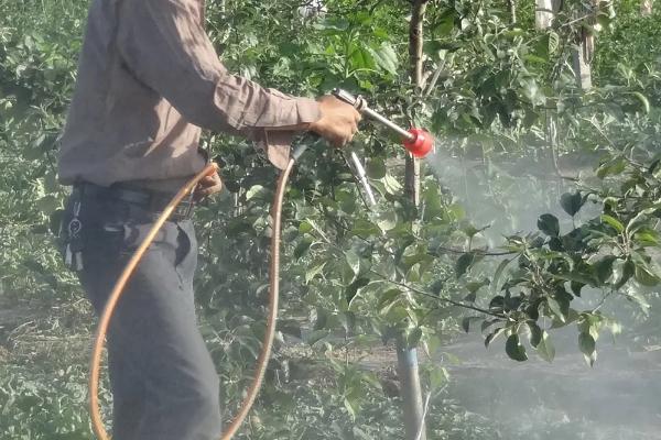 桃小食心虫特效药及防治时间